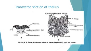 Transverse section of thallus
 