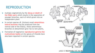 REPRODUCTION
 multiply vegetatively by the decay or death of
the Older parts which results in the separation of
younger branches, each of which grows into an
independent plant
 In certain species (R. fluitans) small adventitious
lateral branches may be produced from the
ventral side of the thallus, these adventitious
branches on detachment give rise to new plants,
 Formation of vegetative reproductive gemma-like
multicellular bodies at the apices of rhizoids have
also been reported in certain species.
 