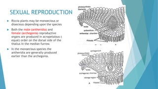 SEXUAL REPRODUCTION
 Riccia plants may be monoecious or
dioecious depending upon the species
 Both the male (antheridia) and
female (archegonia) reproductive
organs are produced in acropetalous (
equal) order on the dorsal side of the
thallus in the median furrow.
 In the monoecious species the
antheridia are generally produced
earlier than the archegonia.
 