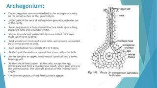 Archegonium:
 The archegonium remains embedded in the archegonial cavity
on the dorsal surface of the gametophyte.
 Upper part of the neck of archegonium generally protrudes out
of the cavity.
 An archegonium is a flask-shaped structure made up of a long,
elongated neck and a globular venter.
 Venter is sessile and surrounded by a one-celled thick layer,
made up of 12 to 20 cells.
 Neck consists of 4 to 6 neck canal cells, and remains surrounded
by six vertical rows of cells.
 Each longitudinal row consists of 6 to 9 cells.
 At the tip of the neck are present four cover cells or lid cells.
 Venter contains an upper, small ventral canal cell and a lower,
large egg cell.
 At the time of fertilization all the cells, except the egg,
disintegrate and form a mucilaginous liquid, which gives entry to
the spermatozoids. The ultimate product of the fertilization is
zygote.
 The ultimate product of the fertilization is zygote.
 