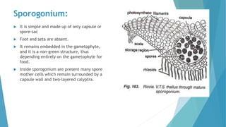 Sporogonium:
 It is simple and made up of only capsule or
spore-sac
 Foot and seta are absent.
 It remains embedded in the gametophyte,
and it is a non-green structure, thus
depending entirely on the gametophyte for
food.
 Inside sporogonium are present many spore
mother cells which remain surrounded by a
capsule wall and two-layered calyptra.
 