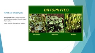 What are bryophytes
Bryophytes are a group of plants
that include mosses, liverworts and
hornworts.
They are the non-vascular plants.
 