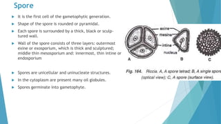 Spore
 It is the first cell of the gametophytic generation.
 Shape of the spore is rounded or pyramidal.
 Each spore is surrounded by a thick, black or sculp-
tured wall.
 Wall of the spore consists of three layers: outermost
exine or exosporium, which is thick and sculptured;
middle thin mesosporium and: innermost, thin intine or
endosporium
 Spores are unicellular and uninucleate structures.
 In the cytoplasm are present many oil globules.
 Spores germinate into gametophyte.
 