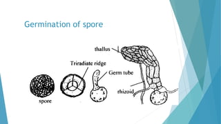Germination of spore
 
