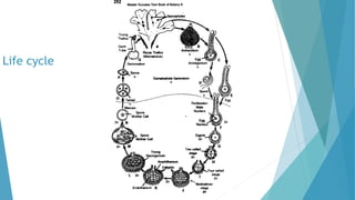 Life cycle
 