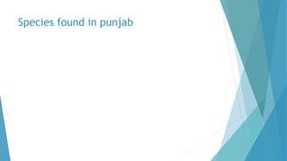 Species found in punjab
 