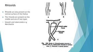 Rhizoids
 Rhizoids are also present on the
ventral surface of the thallus
 The rhizoids are present on the
middle and are of two types
1. Smooth and tuberculate e.g
Marchantia
 