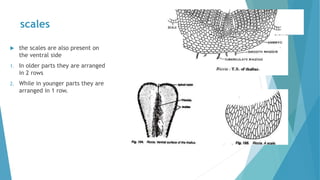 scales
 the scales are also present on
the ventral side
1. In older parts they are arranged
in 2 rows
2. While in younger parts they are
arranged in 1 row.
 