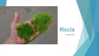 Riccia
Bryophytes
 