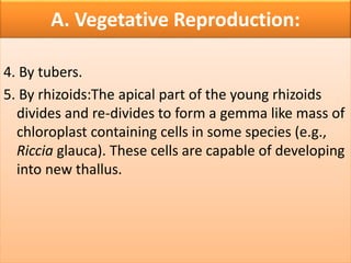 A. Vegetative Reproduction:
4. By tubers.
5. By rhizoids:The apical part of the young rhizoids
divides and re-divides to form a gemma like mass of
chloroplast containing cells in some species (e.g.,
Riccia glauca). These cells are capable of developing
into new thallus.
 