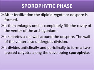 SPOROPHYTIC PHASE
After fertilization the diploid zygote or oospore is
formed.
It then enlarges until it completely fills the cavity of
the venter of the archegonium.
It secretes a cell wall around the oospore. The wall
of the venter also undergoes division.
It divides anticlinally and periclinally to form a two-
layered calyptra along the developing sporophyte.
 
