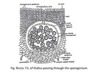Fig. Riccia. T.S. of thallus passing through the sporogonium.
 
