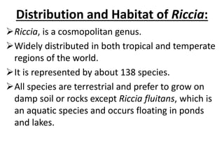 Distribution and Habitat of Riccia:
Riccia, is a cosmopolitan genus.
Widely distributed in both tropical and temperate
regions of the world.
It is represented by about 138 species.
All species are terrestrial and prefer to grow on
damp soil or rocks except Riccia fluitans, which is
an aquatic species and occurs floating in ponds
and lakes.
 
