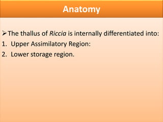 Anatomy
The thallus of Riccia is internally differentiated into:
1. Upper Assimilatory Region:
2. Lower storage region.
 