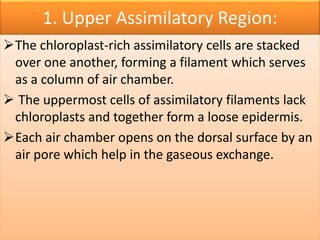 1. Upper Assimilatory Region:
The chloroplast-rich assimilatory cells are stacked
over one another, forming a filament which serves
as a column of air chamber.
 The uppermost cells of assimilatory filaments lack
chloroplasts and together form a loose epidermis.
Each air chamber opens on the dorsal surface by an
air pore which help in the gaseous exchange.
 