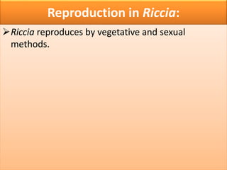 Reproduction in Riccia:
Riccia reproduces by vegetative and sexual
methods.
 