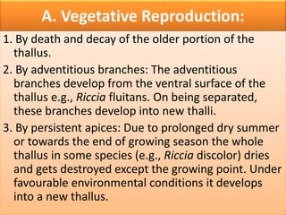 A. Vegetative Reproduction:
1. By death and decay of the older portion of the
thallus.
2. By adventitious branches: The adventitious
branches develop from the ventral surface of the
thallus e.g., Riccia fluitans. On being separated,
these branches develop into new thalli.
3. By persistent apices: Due to prolonged dry summer
or towards the end of growing season the whole
thallus in some species (e.g., Riccia discolor) dries
and gets destroyed except the growing point. Under
favourable environmental conditions it develops
into a new thallus.
 