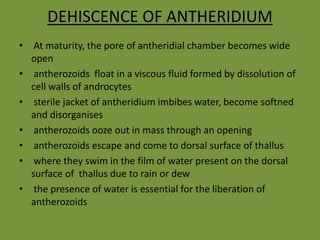 DEHISCENCE OF ANTHERIDIUM
• At maturity, the pore of antheridial chamber becomes wide
open
• antherozoids float in a viscous fluid formed by dissolution of
cell walls of androcytes
• sterile jacket of antheridium imbibes water, become softned
and disorganises
• antherozoids ooze out in mass through an opening
• antherozoids escape and come to dorsal surface of thallus
• where they swim in the film of water present on the dorsal
surface of thallus due to rain or dew
• the presence of water is essential for the liberation of
antherozoids
 