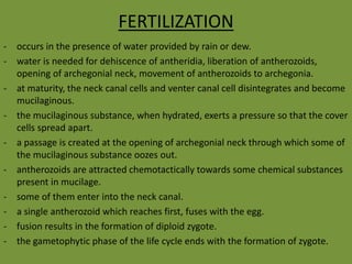 FERTILIZATION
- occurs in the presence of water provided by rain or dew.
- water is needed for dehiscence of antheridia, liberation of antherozoids,
opening of archegonial neck, movement of antherozoids to archegonia.
- at maturity, the neck canal cells and venter canal cell disintegrates and become
mucilaginous.
- the mucilaginous substance, when hydrated, exerts a pressure so that the cover
cells spread apart.
- a passage is created at the opening of archegonial neck through which some of
the mucilaginous substance oozes out.
- antherozoids are attracted chemotactically towards some chemical substances
present in mucilage.
- some of them enter into the neck canal.
- a single antherozoid which reaches first, fuses with the egg.
- fusion results in the formation of diploid zygote.
- the gametophytic phase of the life cycle ends with the formation of zygote.
 