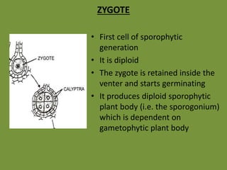 ZYGOTE
• First cell of sporophytic
generation
• It is diploid
• The zygote is retained inside the
venter and starts germinating
• It produces diploid sporophytic
plant body (i.e. the sporogonium)
which is dependent on
gametophytic plant body
 