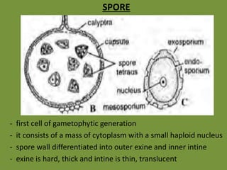 SPORE
- first cell of gametophytic generation
- it consists of a mass of cytoplasm with a small haploid nucleus
- spore wall differentiated into outer exine and inner intine
- exine is hard, thick and intine is thin, translucent
 