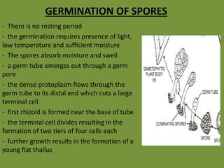 GERMINATION OF SPORES
- There is no resting period
- the germination requires presence of light,
low temperature and sufficient moisture
- The spores absorb moisture and swell
- a germ tube emerges out through a germ
pore
- the dense protoplasm flows through the
germ tube to its distal end which cuts a large
terminal cell
- first rhizoid is formed near the base of tube
- the terminal cell divides resulting in the
formation of two tiers of four cells each
- further growth results in the formation of a
young flat thallus
 