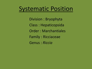 Systematic Position
Division : Bryophyta
Class : Hepaticopsida
Order : Marchantiales
Family : Ricciaceae
Genus : Riccia
 