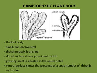 GAMETOPHYTIC PLANT BODY
• thalloid body
• small, flat, dorsiventral
• dichotomously branched
• dorsal surface shows prominent midrib
• growing point is situated in the apical notch
• ventral surface shows the presence of a large number of rhizoids
and scales
 