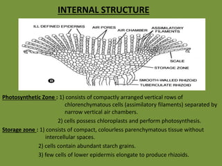 INTERNAL STRUCTURE
Photosynthetic Zone : 1) consists of compactly arranged vertical rows of
chlorenchymatous cells (assimilatory filaments) separated by
narrow vertical air chambers.
2) cells possess chloroplasts and perform photosynthesis.
Storage zone : 1) consists of compact, colourless parenchymatous tissue without
intercellular spaces.
2) cells contain abundant starch grains.
3) few cells of lower epidermis elongate to produce rhizoids.
 