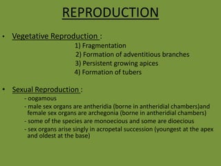 REPRODUCTION
• Vegetative Reproduction :
1) Fragmentation
2) Formation of adventitious branches
3) Persistent growing apices
4) Formation of tubers
• Sexual Reproduction :
- oogamous
- male sex organs are antheridia (borne in antheridial chambers)and
female sex organs are archegonia (borne in antheridial chambers)
- some of the species are monoecious and some are dioecious
- sex organs arise singly in acropetal succession (youngest at the apex
and oldest at the base)
 
