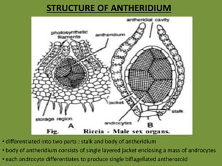 STRUCTURE OF ANTHERIDIUM
• differentiated into two parts : stalk and body of antheridium
• body of antheridium consists of single layered jacket enclosing a mass of androcytes
• each androcyte differentiates to produce single biflagellated antherozoid
 