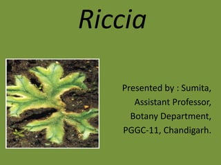Riccia
Presented by : Sumita,
Assistant Professor,
Botany Department,
PGGC-11, Chandigarh.
 