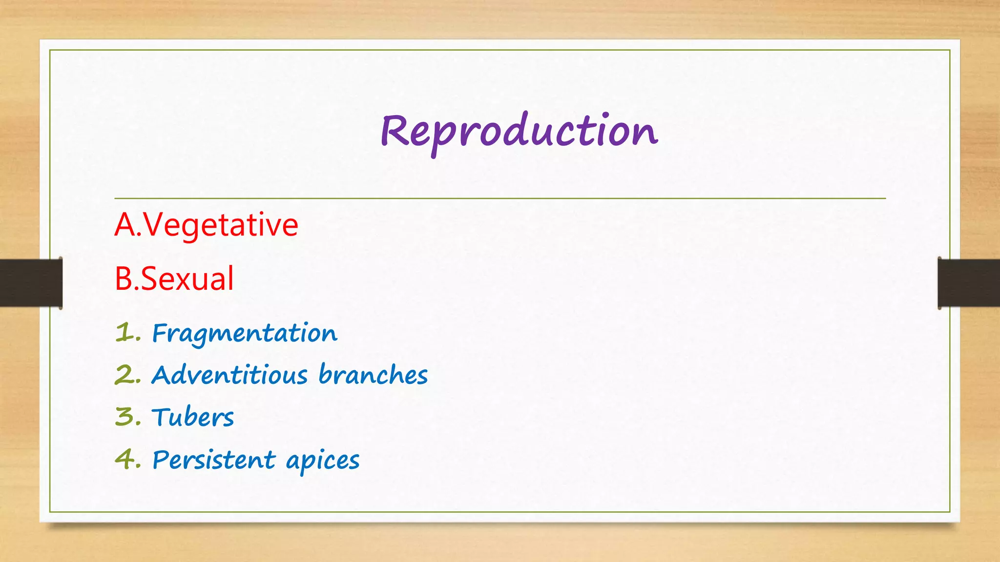 Reproduction
A.Vegetative
B.Sexual
1. Fragmentation
2. Adventitious branches
3. Tubers
4. Persistent apices
 