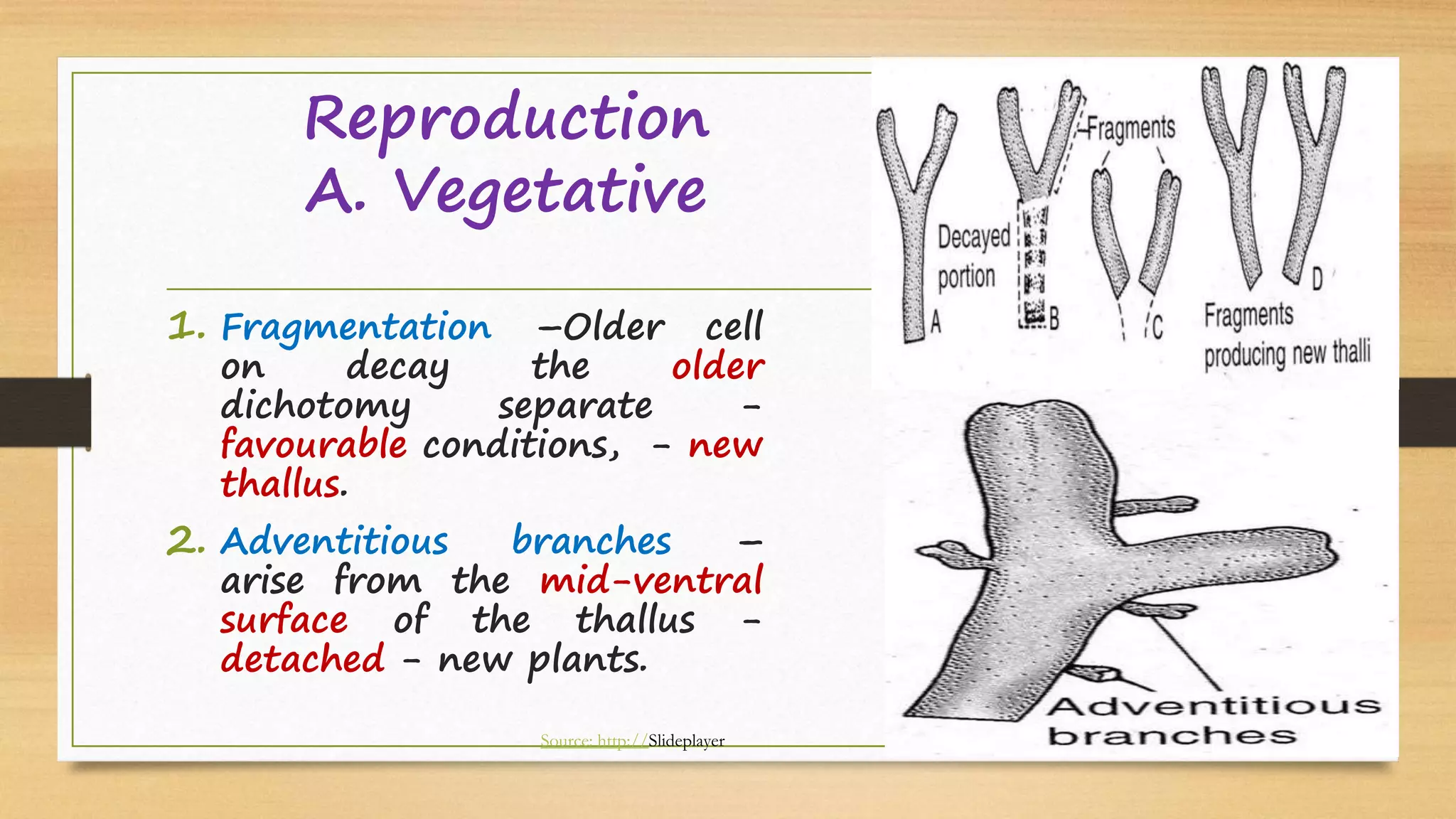 Reproduction
A. Vegetative
1. Fragmentation –Older cell
on decay the older
dichotomy separate -
favourable conditions, - new
thallus.
2. Adventitious branches –
arise from the mid-ventral
surface of the thallus -
detached - new plants.
Source: http://Slideplayer
 
