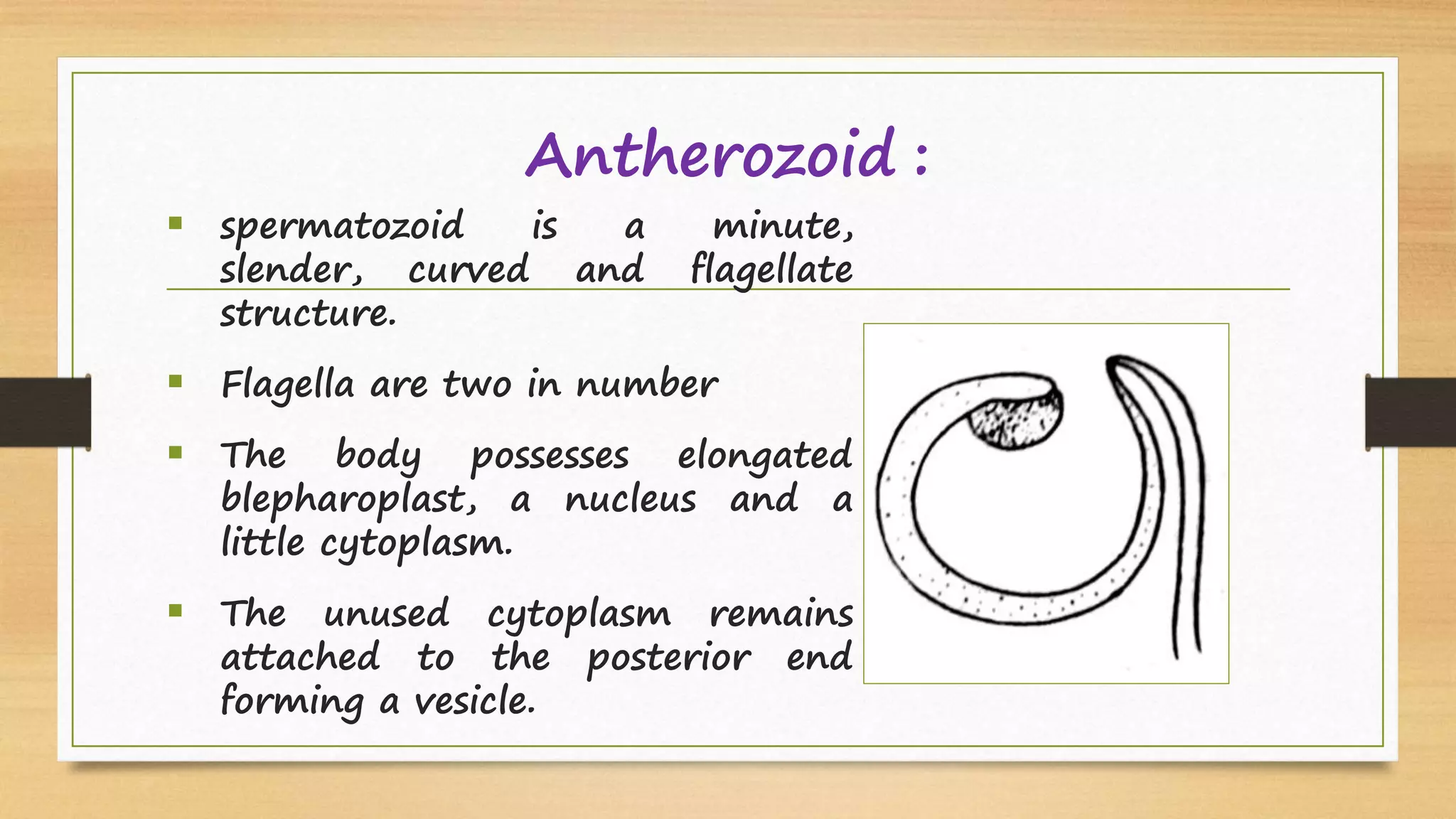 Antherozoid :
 spermatozoid is a minute,
slender, curved and flagellate
structure.
 Flagella are two in number
 The body possesses elongated
blepharoplast, a nucleus and a
little cytoplasm.
 The unused cytoplasm remains
attached to the posterior end
forming a vesicle.
 