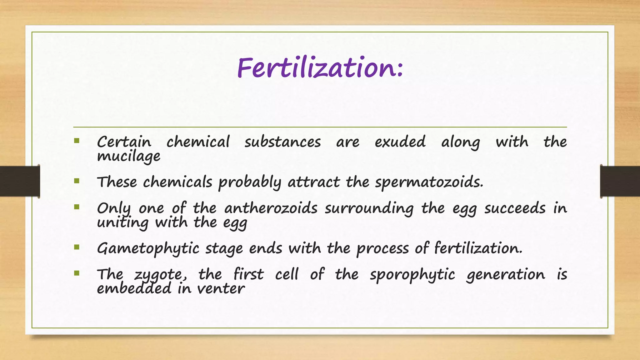 Fertilization:
 Certain chemical substances are exuded along with the
mucilage
 These chemicals probably attract the spermatozoids.
 Only one of the antherozoids surrounding the egg succeeds in
uniting with the egg
 Gametophytic stage ends with the process of fertilization.
 The zygote, the first cell of the sporophytic generation is
embedded in venter
 