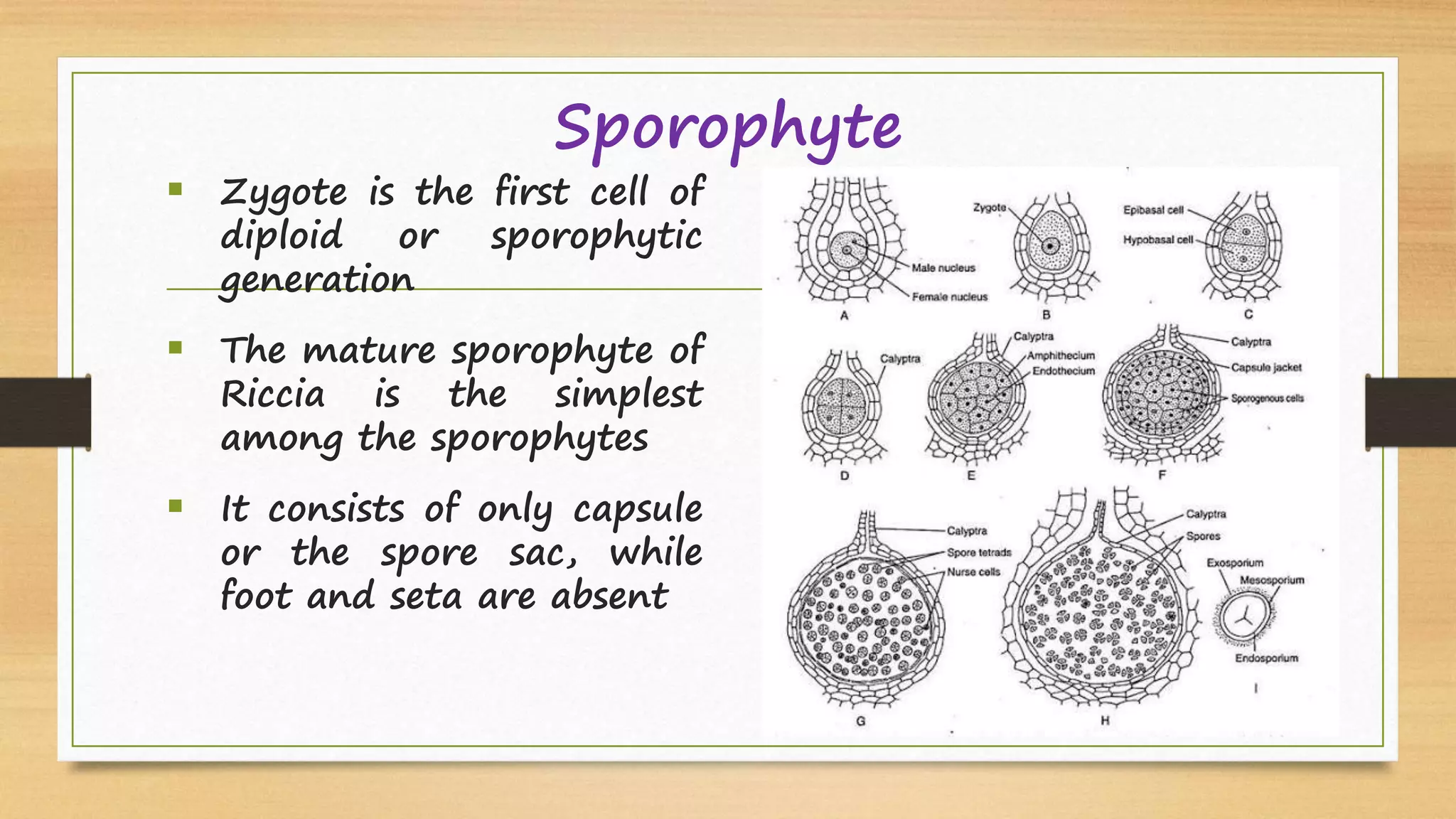 Sporophyte
 Zygote is the first cell of
diploid or sporophytic
generation
 The mature sporophyte of
Riccia is the simplest
among the sporophytes
 It consists of only capsule
or the spore sac, while
foot and seta are absent
 