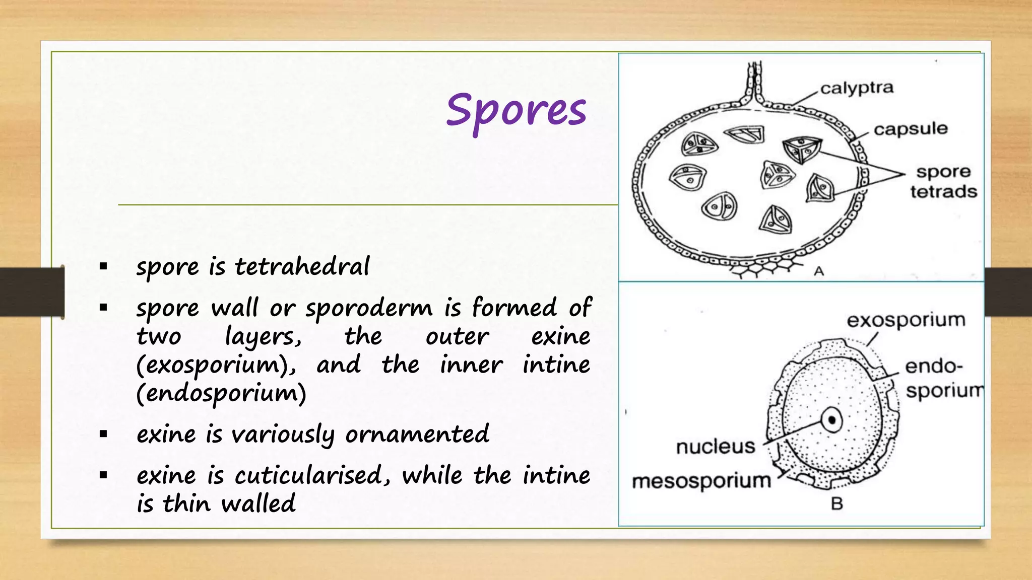 Spores
 spore is tetrahedral
 spore wall or sporoderm is formed of
two layers, the outer exine
(exosporium), and the inner intine
(endosporium)
 exine is variously ornamented
 exine is cuticularised, while the intine
is thin walled
 