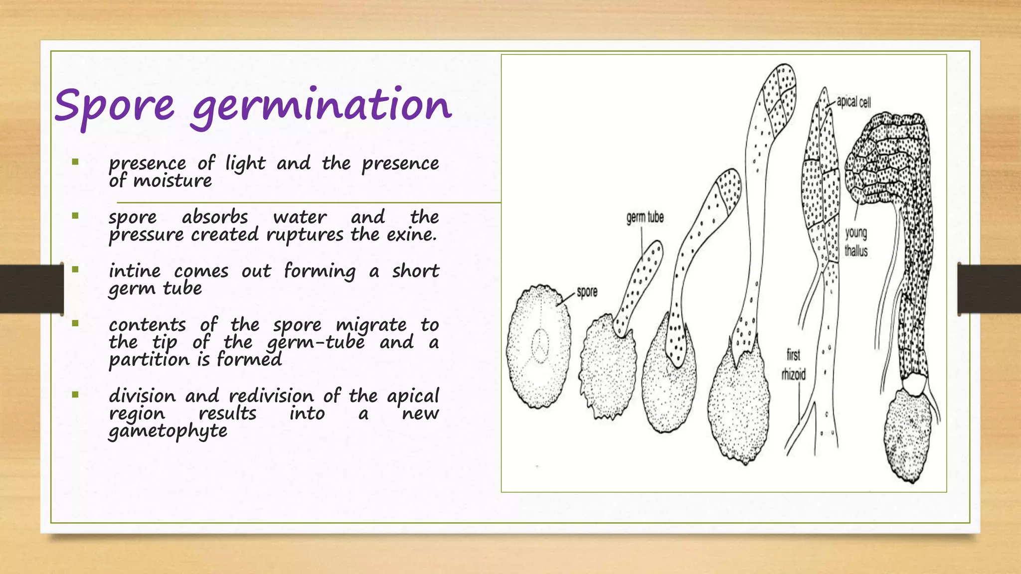 Spore germination
 presence of light and the presence
of moisture
 spore absorbs water and the
pressure created ruptures the exine.
 intine comes out forming a short
germ tube
 contents of the spore migrate to
the tip of the germ-tube and a
partition is formed
 division and redivision of the apical
region results into a new
gametophyte
 