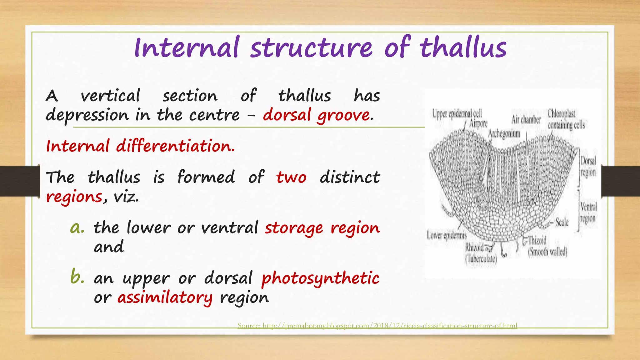 Internal structure of thallus
A vertical section of thallus has
depression in the centre - dorsal groove.
Internal differentiation.
The thallus is formed of two distinct
regions, viz.
a. the lower or ventral storage region
and
b. an upper or dorsal photosynthetic
or assimilatory region
Source: http://premabotany.blogspot.com/2018/12/riccia-classification-structure-of.html
 