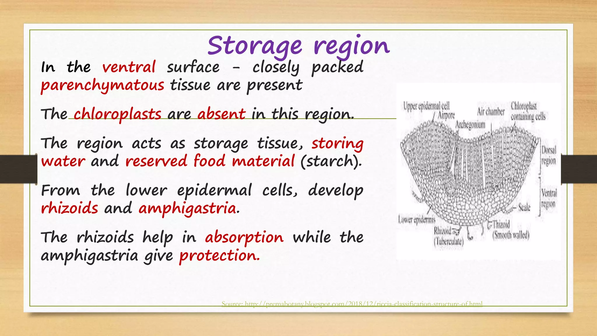 Storage region
In the ventral surface - closely packed
parenchymatous tissue are present
The chloroplasts are absent in this region.
The region acts as storage tissue, storing
water and reserved food material (starch).
From the lower epidermal cells, develop
rhizoids and amphigastria.
The rhizoids help in absorption while the
amphigastria give protection.
Source: http://premabotany.blogspot.com/2018/12/riccia-classification-structure-of.html
 