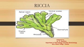 Riccia thallus structure and reproduction