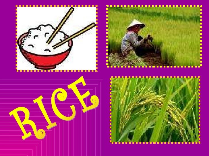 Rice Geography