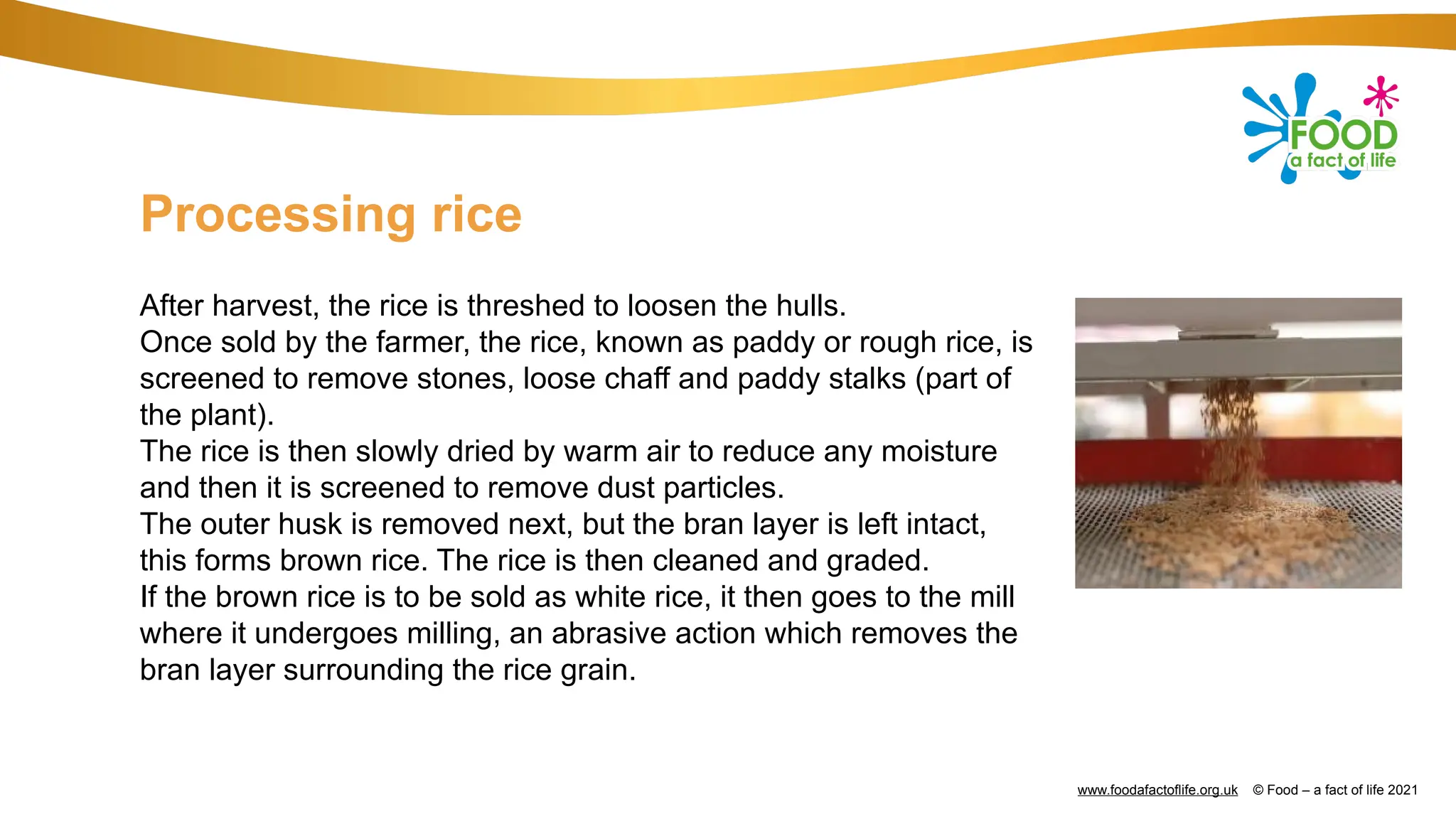 Treating Rice rice-1114pptfc.pptx.full about rice plant | PPTX