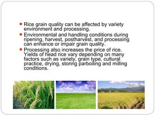 Rice grain quality can be affected by variety 
environment and processing. 
Environmental and handling conditions during 
ripening, harvest, postharvest, and processing 
can enhance or impair grain quality. 
Processing also increases the price of rice. 
Yields of head rice vary depending on many 
factors such as variety, grain type, cultural 
practice, drying, storing parboiling and milling 
conditions. 
 