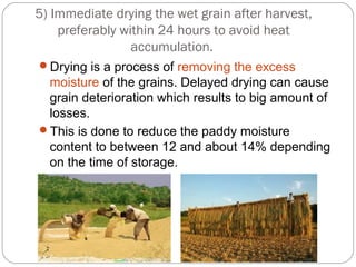 5) Immediate drying the wet grain after harvest, 
preferably within 24 hours to avoid heat 
accumulation. 
Drying is a process of removing the excess 
moisture of the grains. Delayed drying can cause 
grain deterioration which results to big amount of 
losses. 
This is done to reduce the paddy moisture 
content to between 12 and about 14% depending 
on the time of storage. 
 