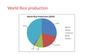 Rice | PDF