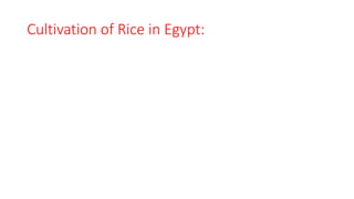 Cultivation of Rice in Egypt:
 
