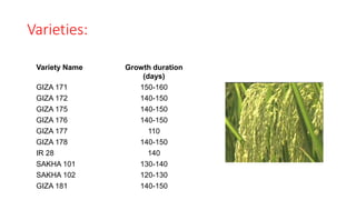 Varieties:
Variety Name Growth duration
(days)
GIZA 171 150-160
GIZA 172 140-150
GIZA 175 140-150
GIZA 176 140-150
GIZA 17...