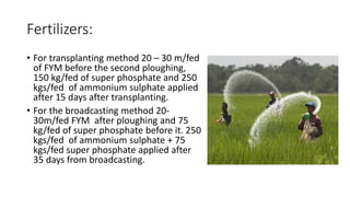 Fertilizers:
• For transplanting method 20 – 30 m/fed
of FYM before the second ploughing,
150 kg/fed of super phosphate an...